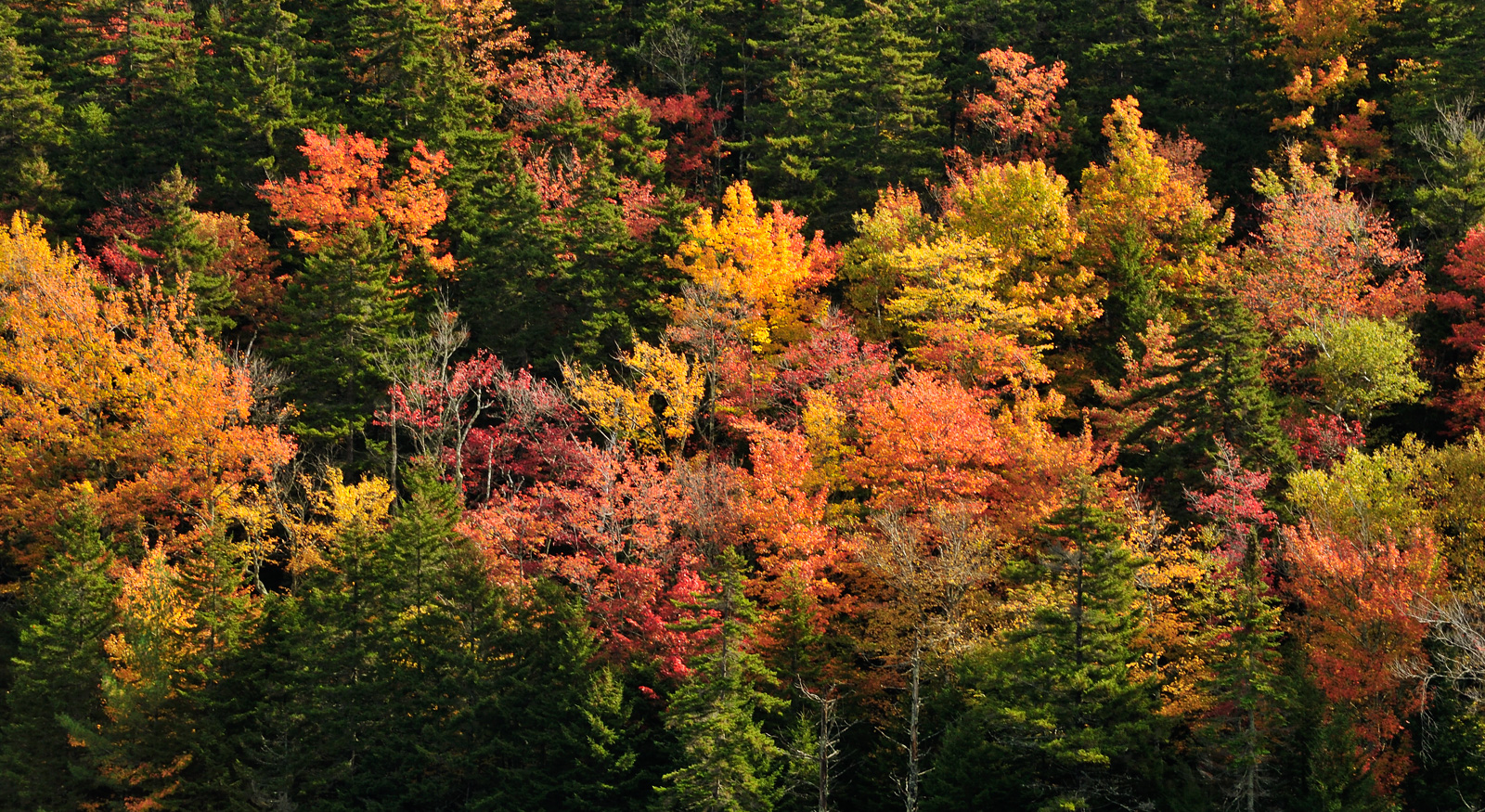 Hike up Mt. Cabot [200 mm, 1/80 sec at f / 14, ISO 400]